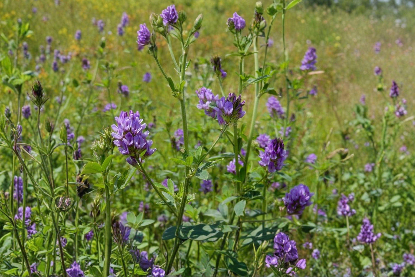 Alfalfa Seeds Non-GMO Cover Crop, Nitrogen-Fixing, Pollinator Friendly, Medicago sativa