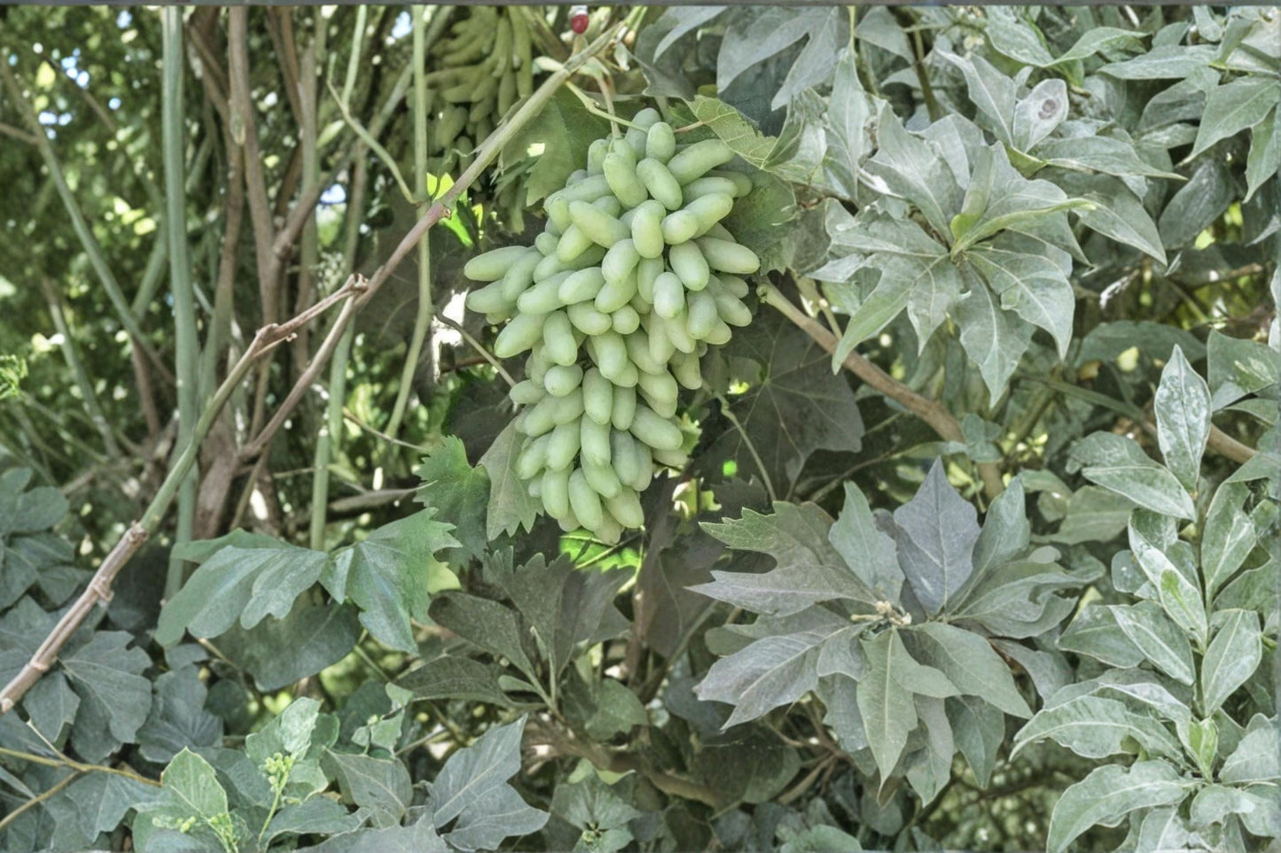 Golden Finger Grape Cuttings - Unrooted Vitis vinifera ‘Golden Finger’ Fruit Vine, 6-8 inches
