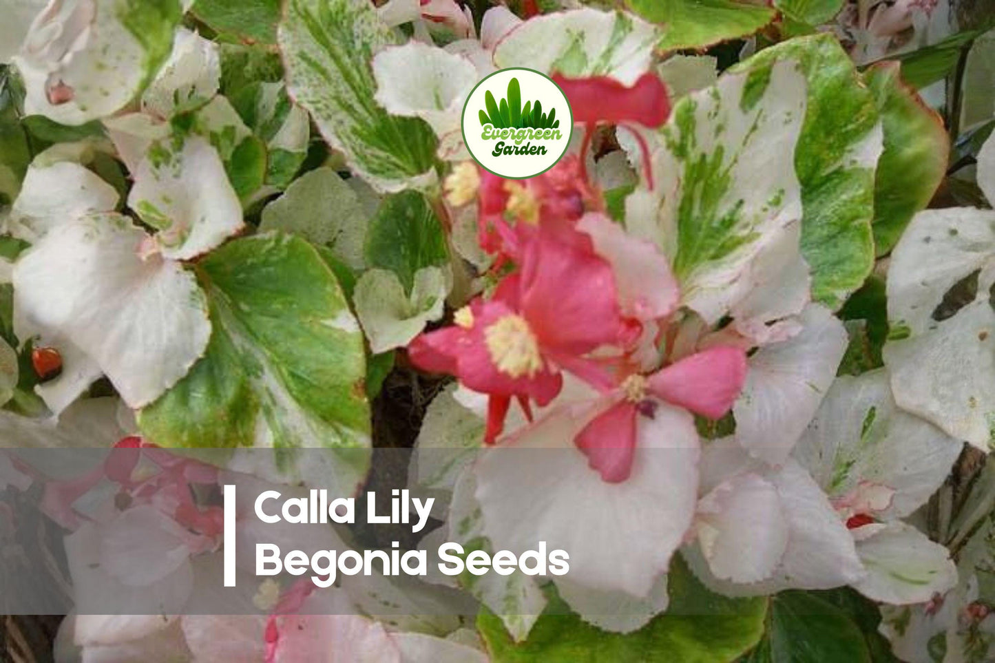 Calla Lily Begonia Seeds – Ornamental Flowering Plant, Begonia semperflorens, Pink/White/Red, for Containers & Shade Gardens
