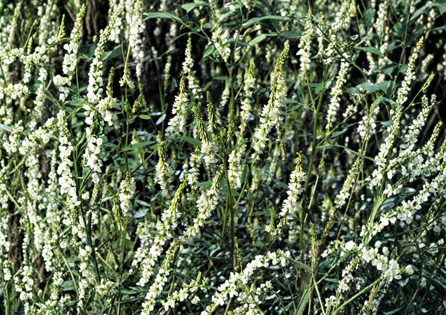 White Sweet Clover Seeds – Fragrant Cover Crop for Meadows, Pollinator Gardens, and Soil Improvement (Melilotus alba)