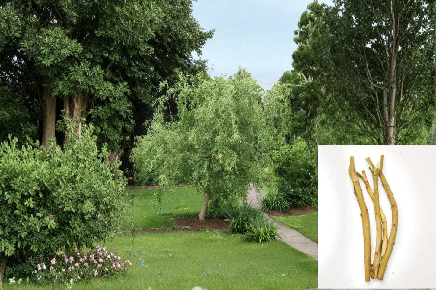 Corkscrew Willow Cuttings 8-12" | Salix matsudana ‘Tortuosa’ | Twisted Branches for Propagation