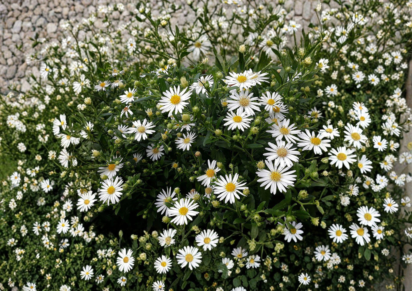 Heath Aster Seeds – 100 Native White Wildflower Seeds for Fall Garden – Symphyotrichum pilosum Pollinator Perennial