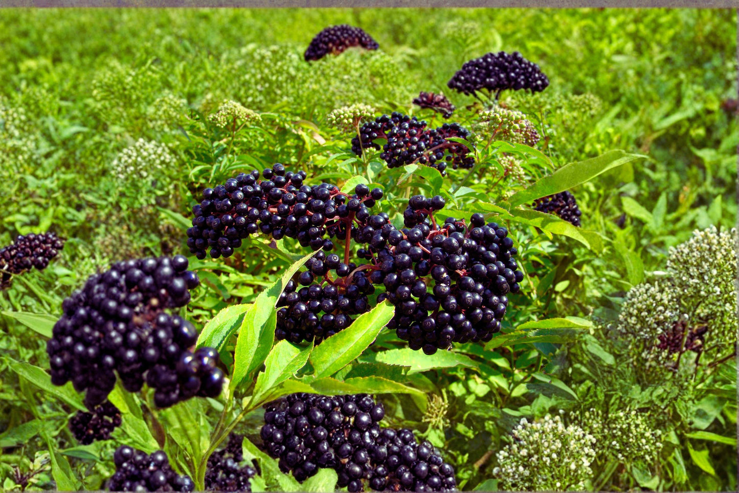 American Elderberry Cuttings – Unrooted Sambucus canadensis, Fruiting Shrub, White Flowers, Dark Berries, Adams & York Varieties