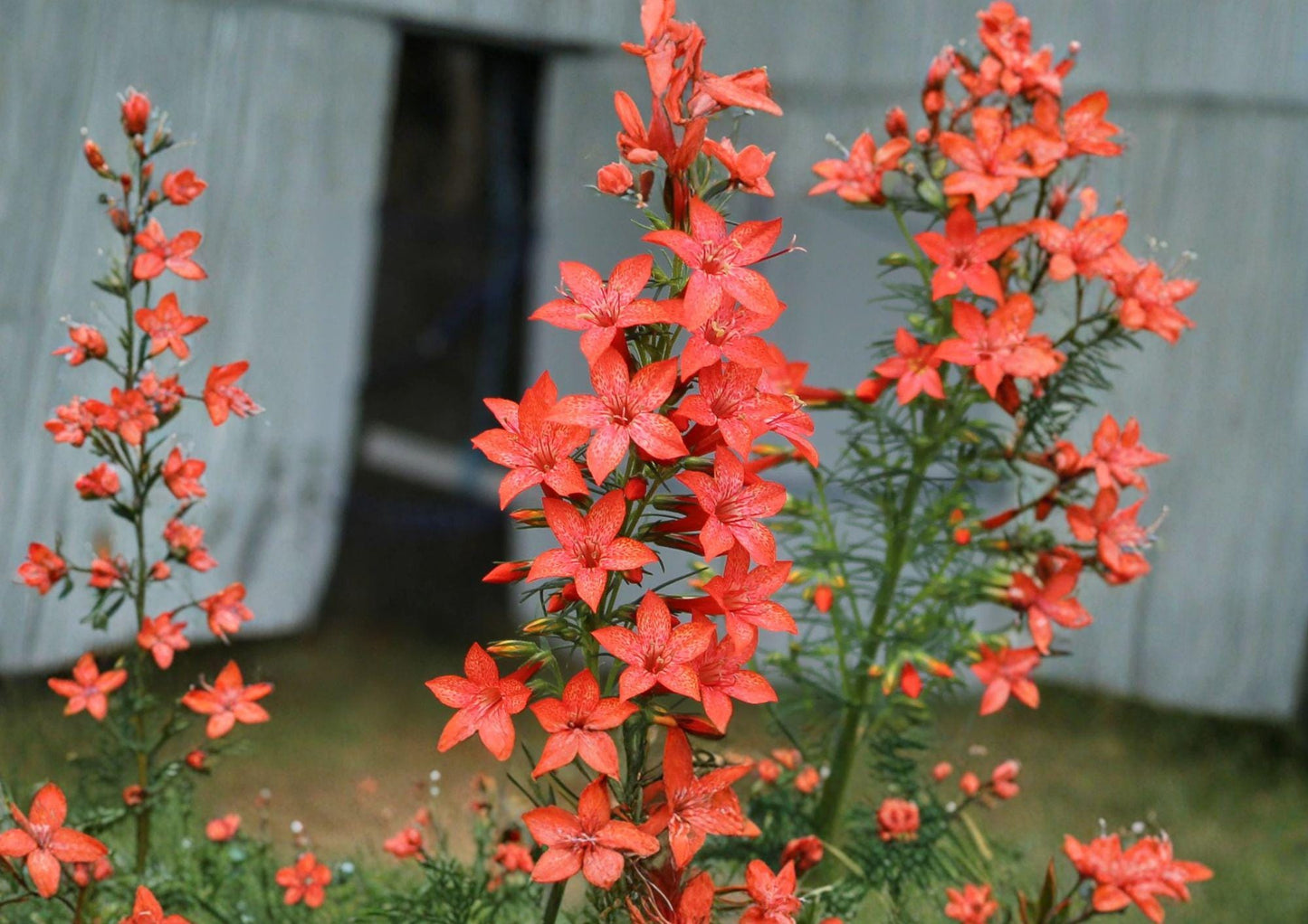 Standing Cypress Seeds – Ipomopsis rubra Wildflower for Tall Garden Blooms, Hummingbird & Butterfly Attraction