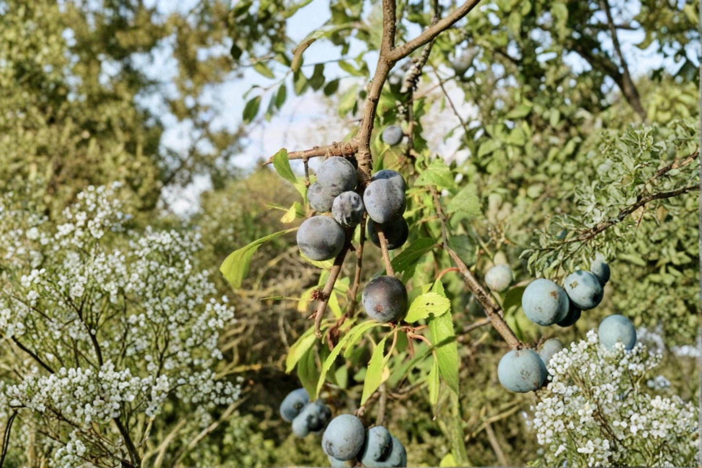 Blackthorn Tree Cuttings 6+ Inches for Rooting or Grafting | Prunus spinosa Sloe Shrub or Small Tree