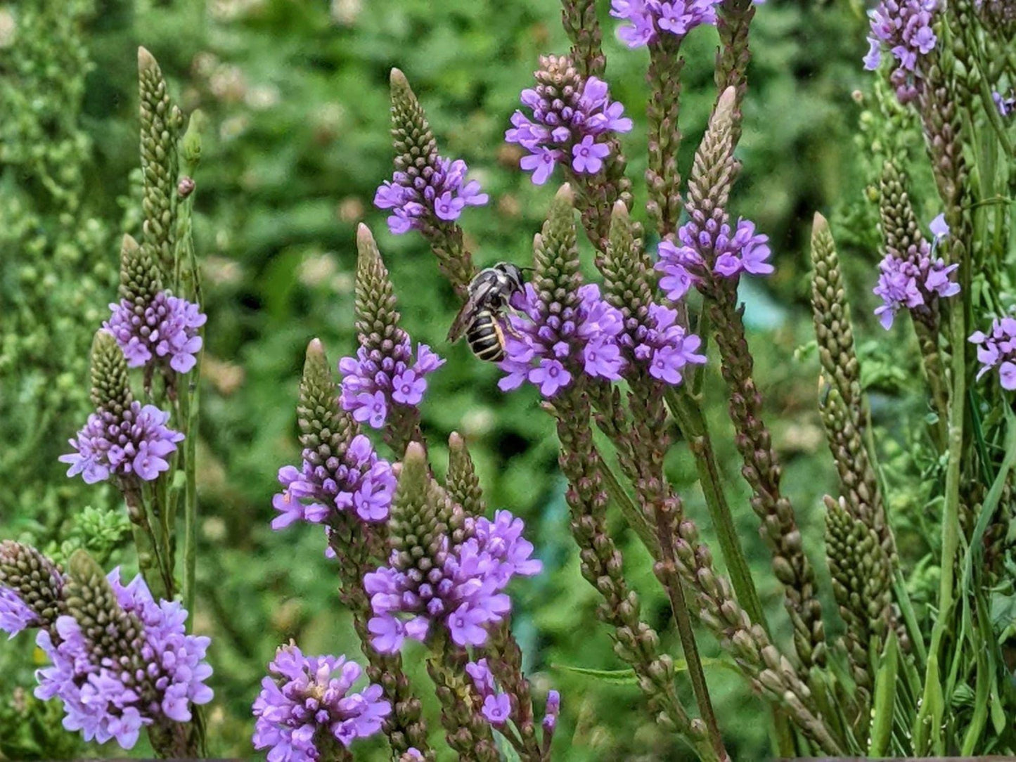 Verbena hastata Seeds – Blue Vervain Native Wildflower for Rain Gardens, Pollinator Gardens & Wetlands