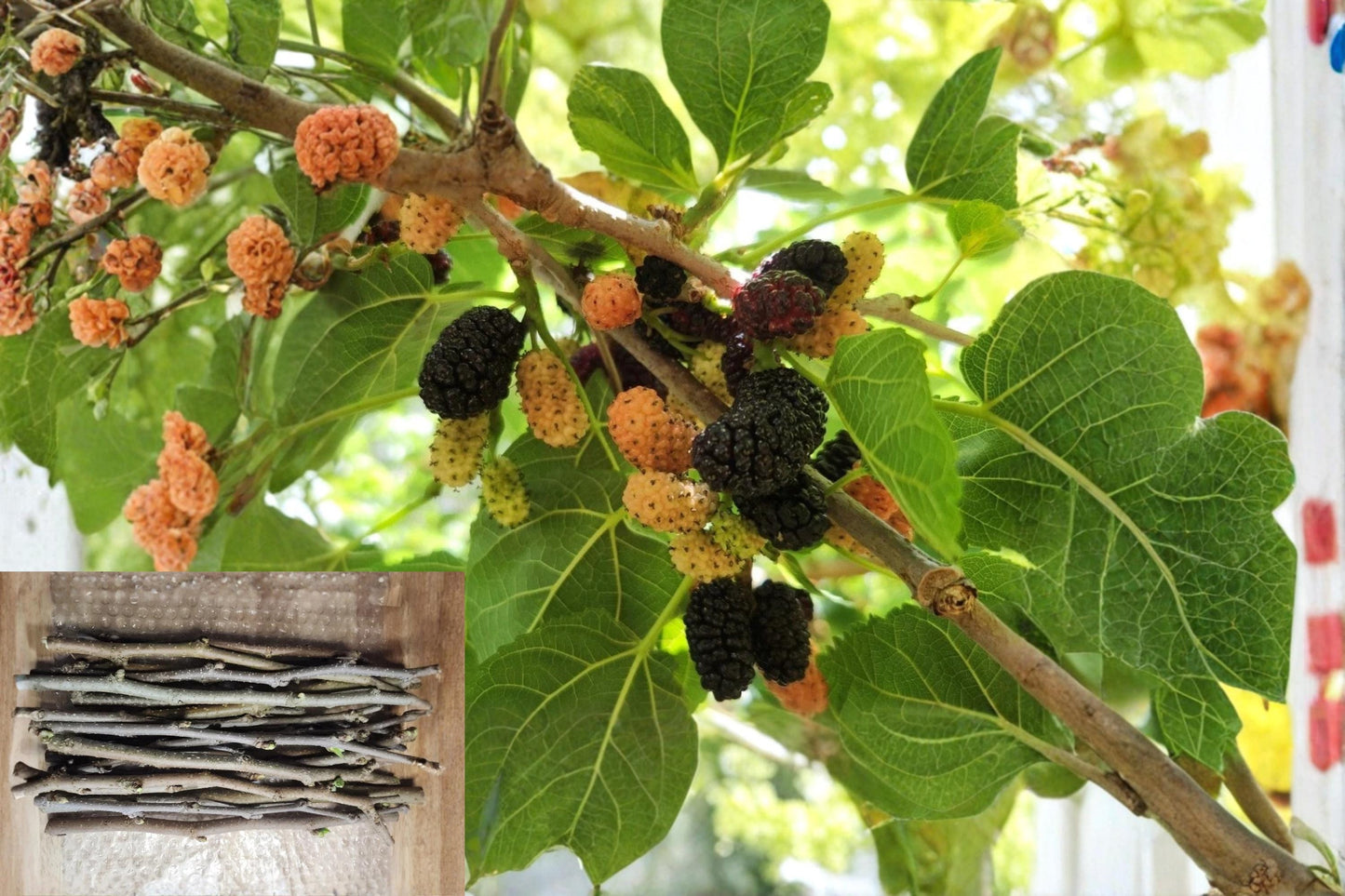 Black Mulberry Cuttings 12 Inch Morus nigra Unrooted Fruit Tree for Home Orchard
