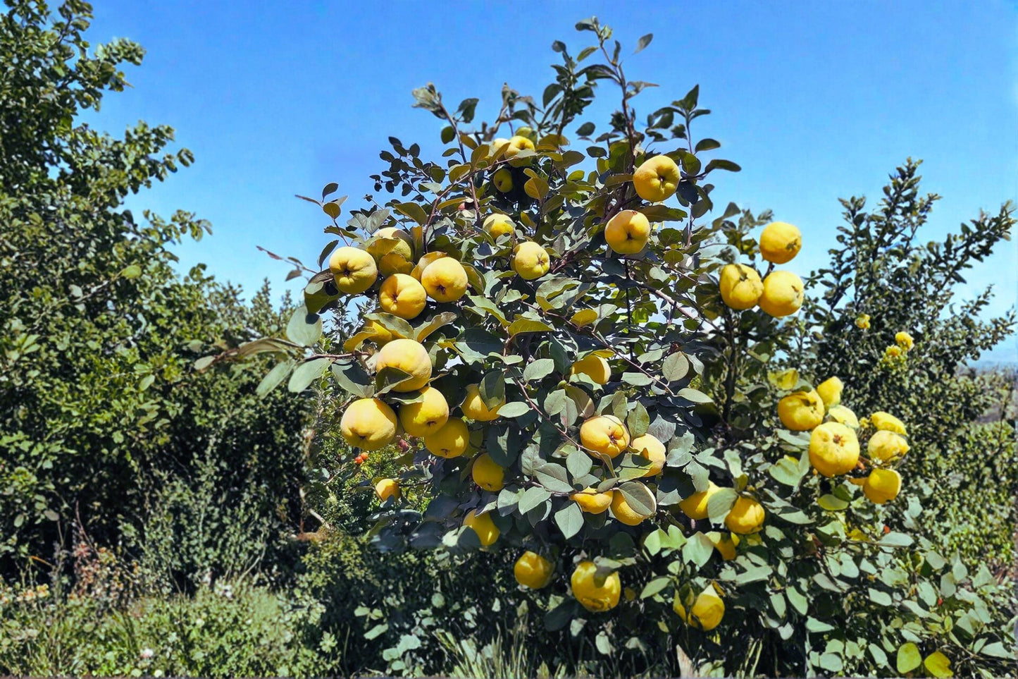Honey Quince Unrooted Cuttings - Cydonia oblonga Fruit Tree Propagation, Ornamental Spring Flowers