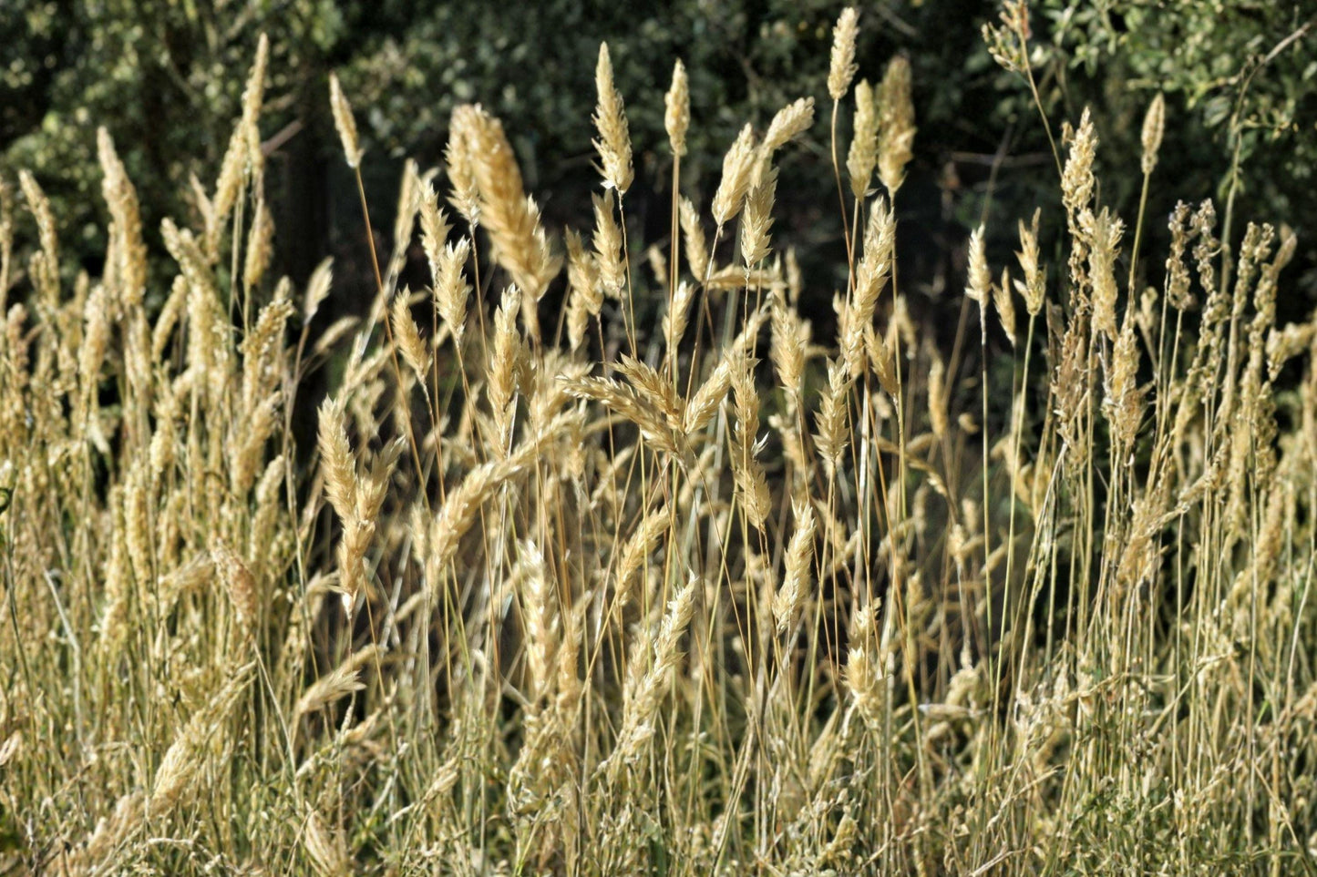 Sweet Vernal Grass Seeds – Fragrant Hardy Perennial for Meadows, Lawns, Anthoxanthum odoratum
