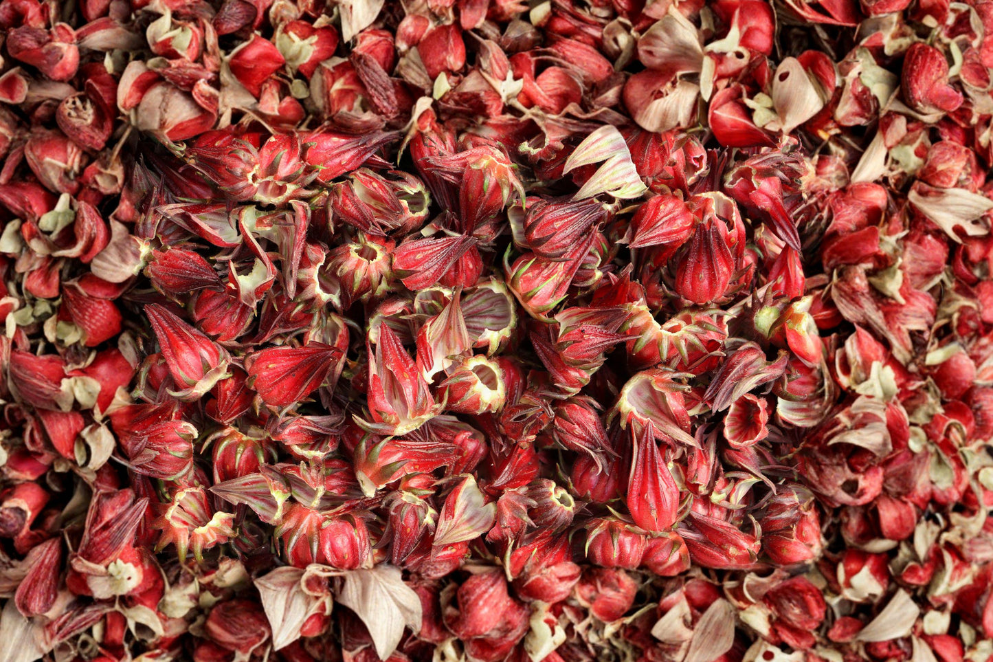 Roselle Seeds | Hibiscus sabdariffa | Edible Sour Leaves & Bright Red Calyces | Tropical Herbal Tea Plant