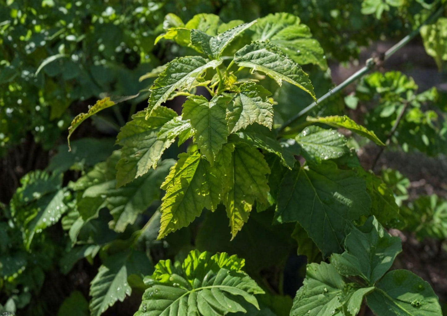 Green Barked Maple Tree Seeds – Acer grosseri, Striped Bark Ornamental, Autumn Foliage, Landscape Tree, Deciduous Maple Seeds