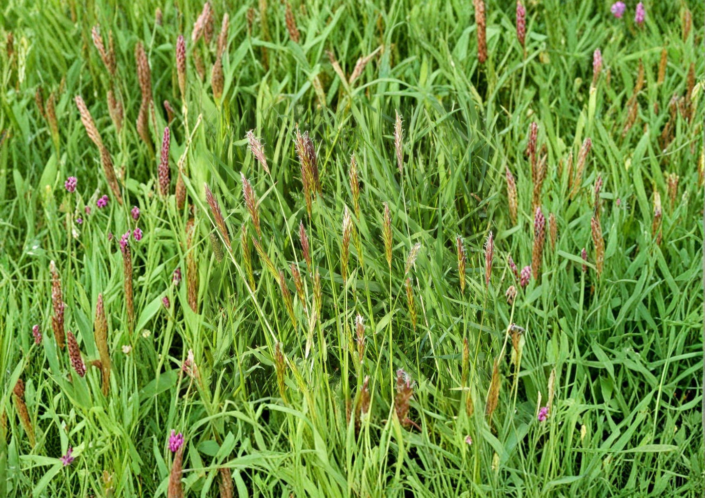 Sweet Vernal Grass Seeds – Fragrant Hardy Perennial for Meadows, Lawns, Hay, Anthoxanthum odoratum