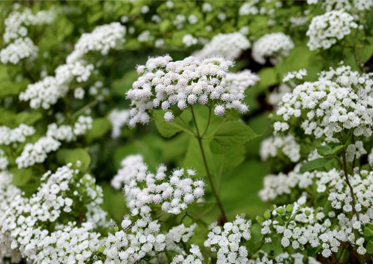 White Snakeroot Seeds – Hardy Shade Perennial Wildflower for Woodland Gardens – Ageratina altissima Native North American Plant