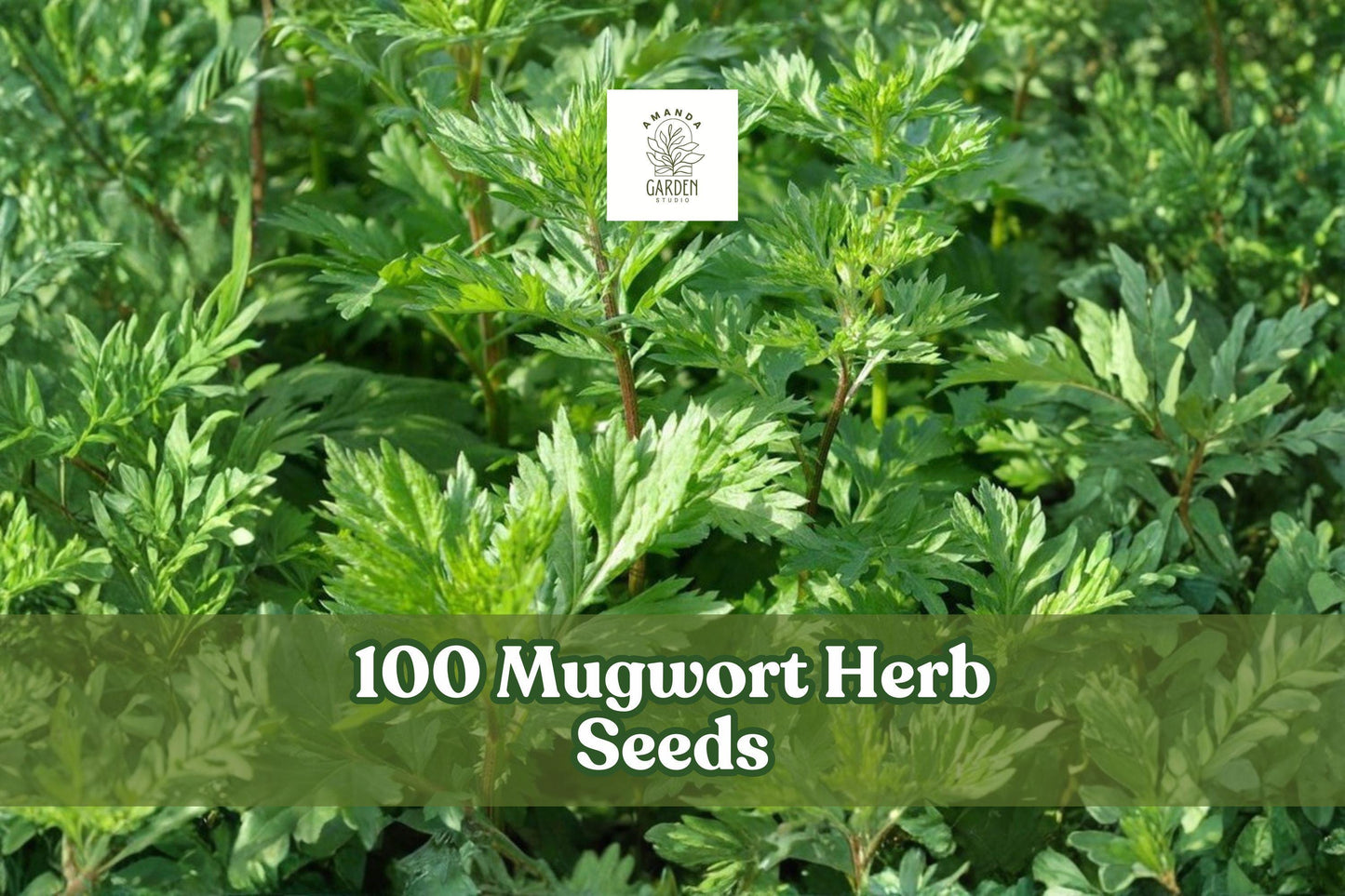100 Mugwort Herb Seeds – Artemisia vulgaris, Perennial Aromatic Herb for Garden, Herb Garden, Natural Landscape