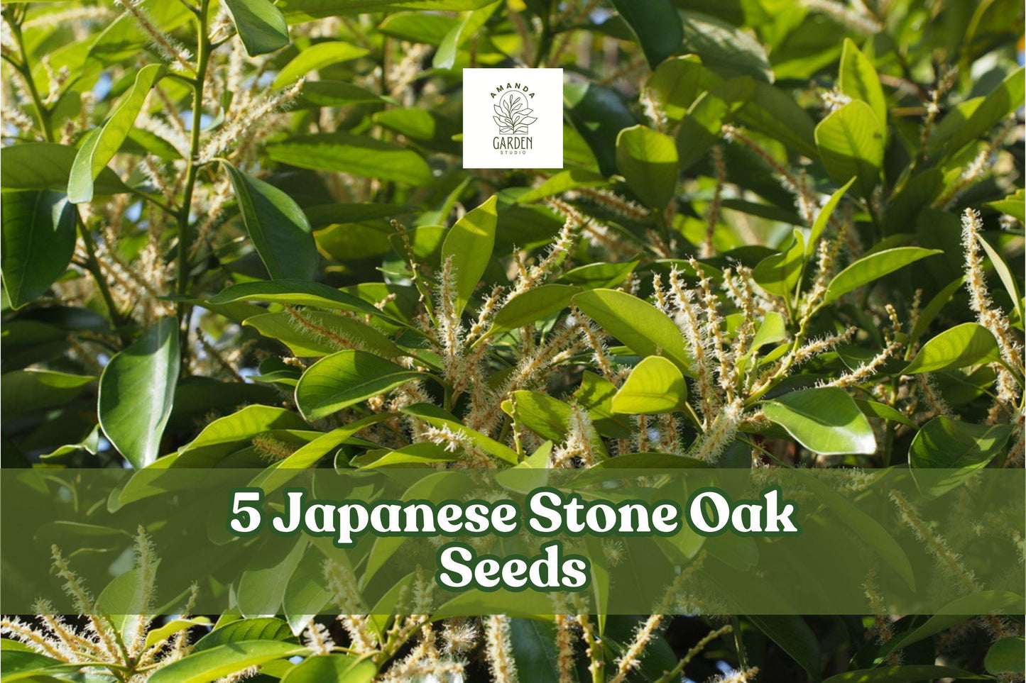 Japanese Stone Oak Seeds – Lithocarpus edulis – Evergreen Ornamental Tree for Garden and Landscape