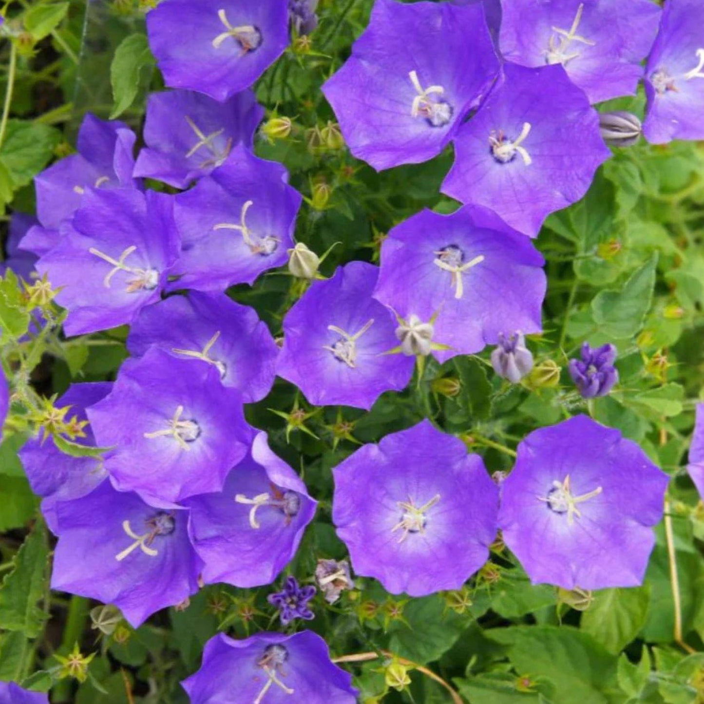 Tussock Bellflower Seeds 100 Pack, Campanula carpatica, Blue Violet Perennial for Rock Gardens & Borders
