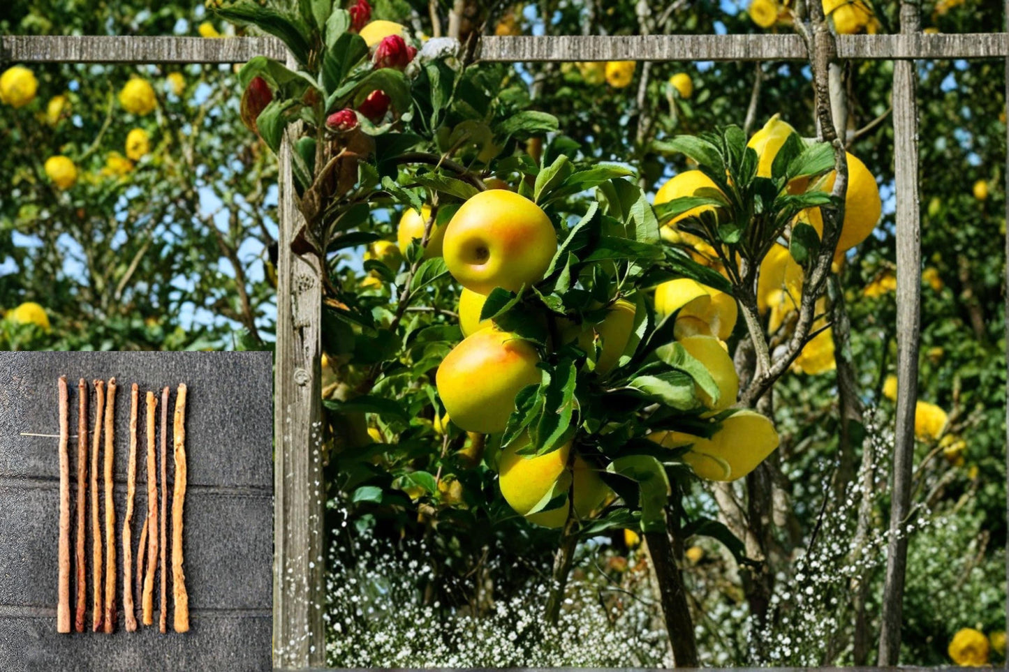 Apple Scions Mix - Grafting Fruit Tree Varieties - Malus domestica, Gala, Yellow Delicious, Chenango Strawberry