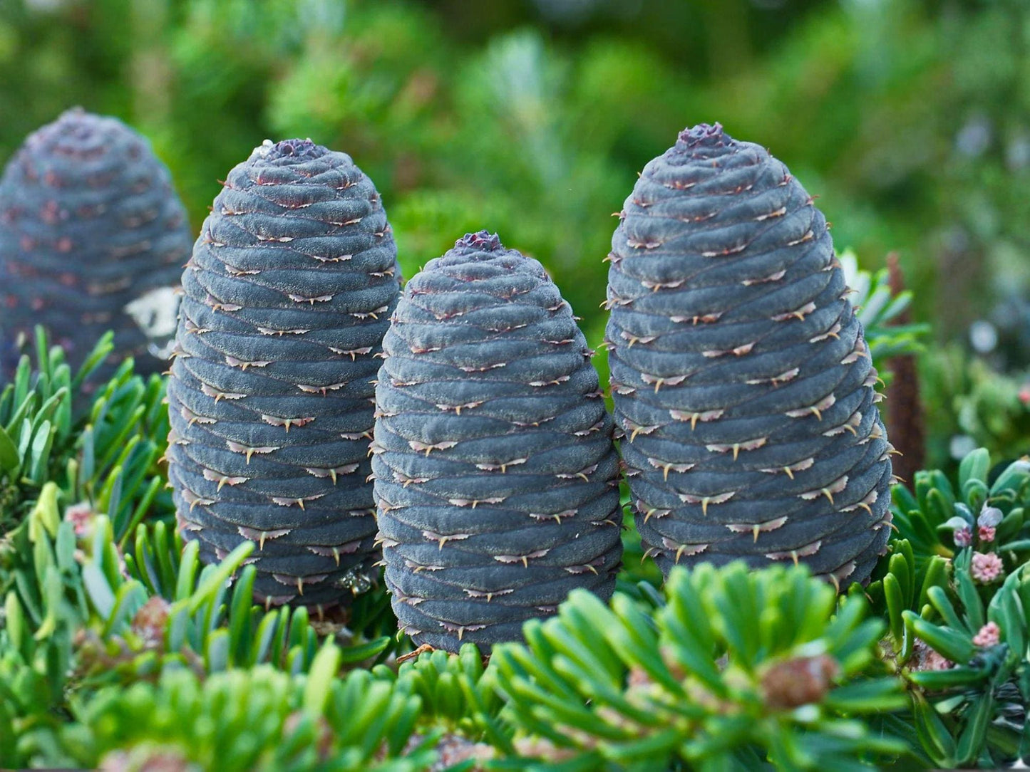 Abies alba European Silver Fir Tree Seeds – Evergreen Conifer for Landscape, Reforestation & Christmas Tree