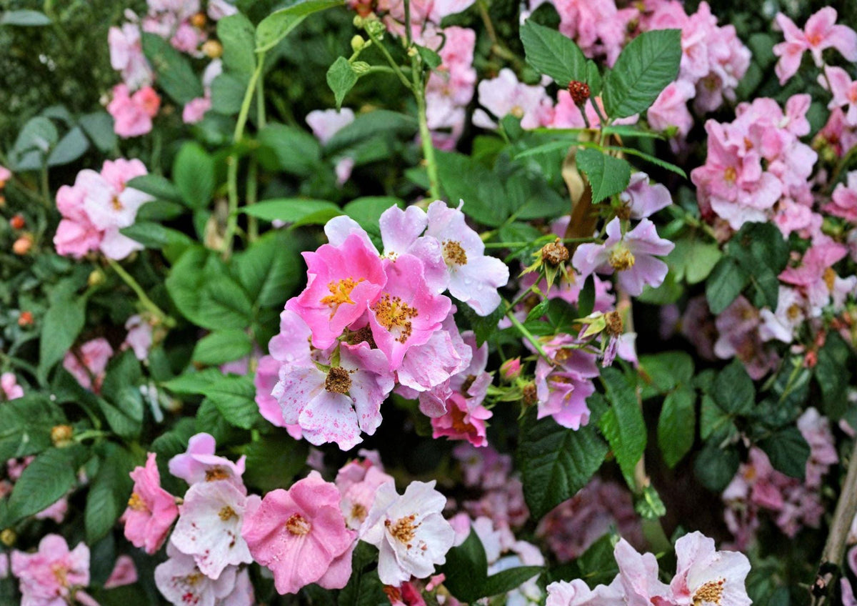 Rosa Setigera Illinois Rose Seeds – Native Climbing Wild Rose, Fragrant Pink Blooms, Wildlife-Friendly Planting Material