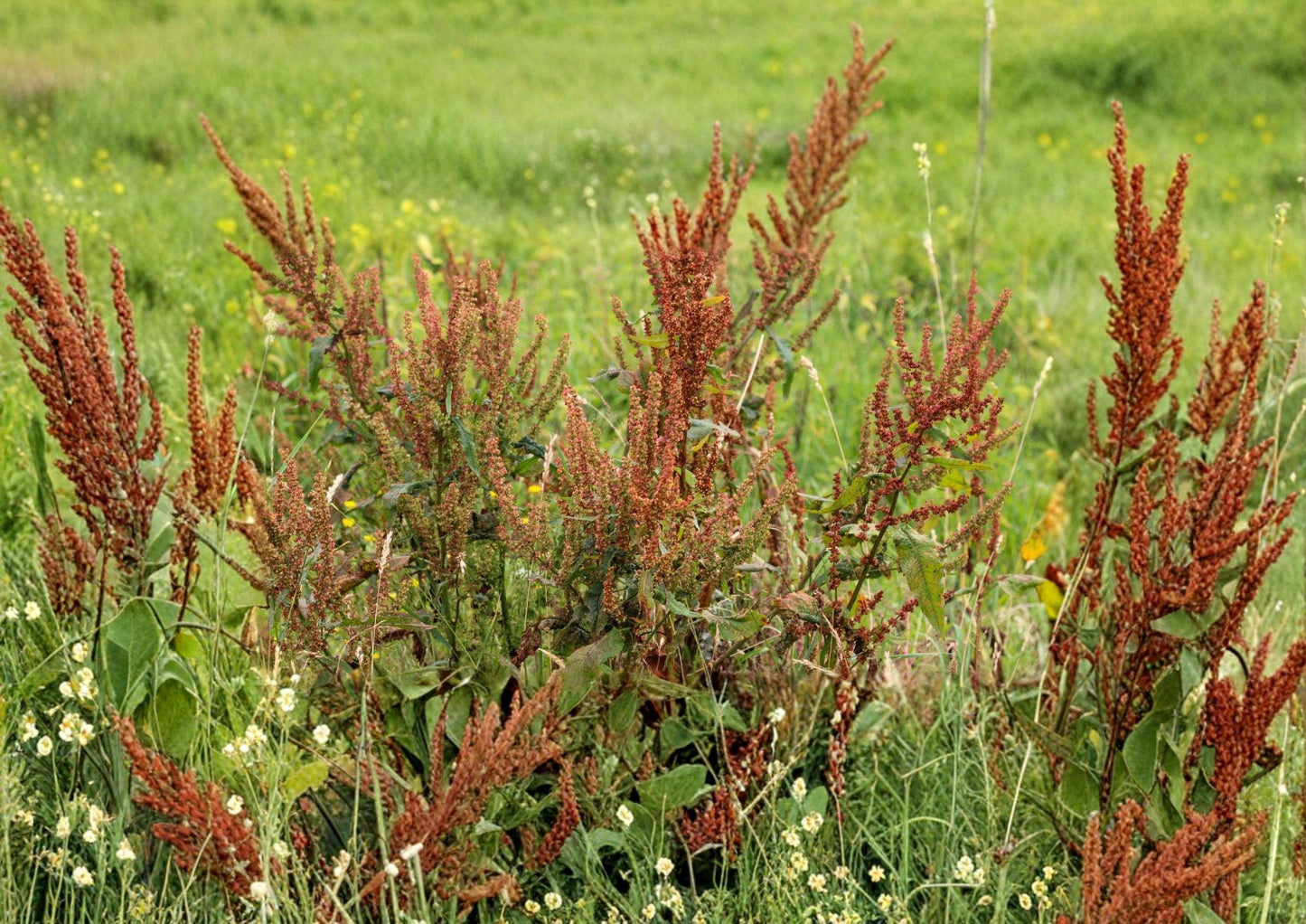 Water Dock Seeds – Native Wetland Perennial for Ponds, Marshes, Rain Gardens – Rumex orbiculatus Seed Pack