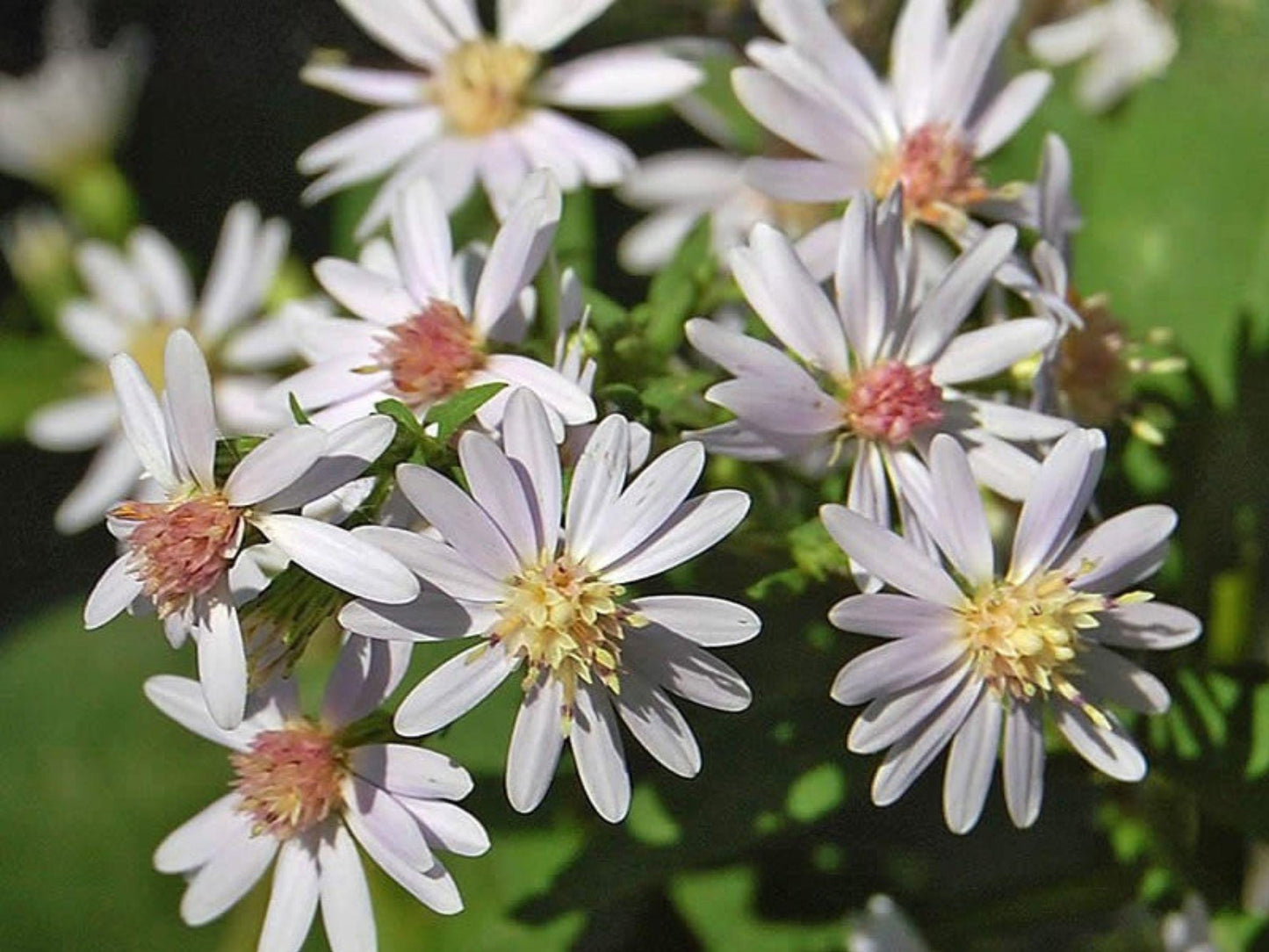 Drummond’s Aster Seeds - Heirloom Non-GMO Wildflower for Pollinator Gardens - Symphyotrichum drummondii, 100 Seeds