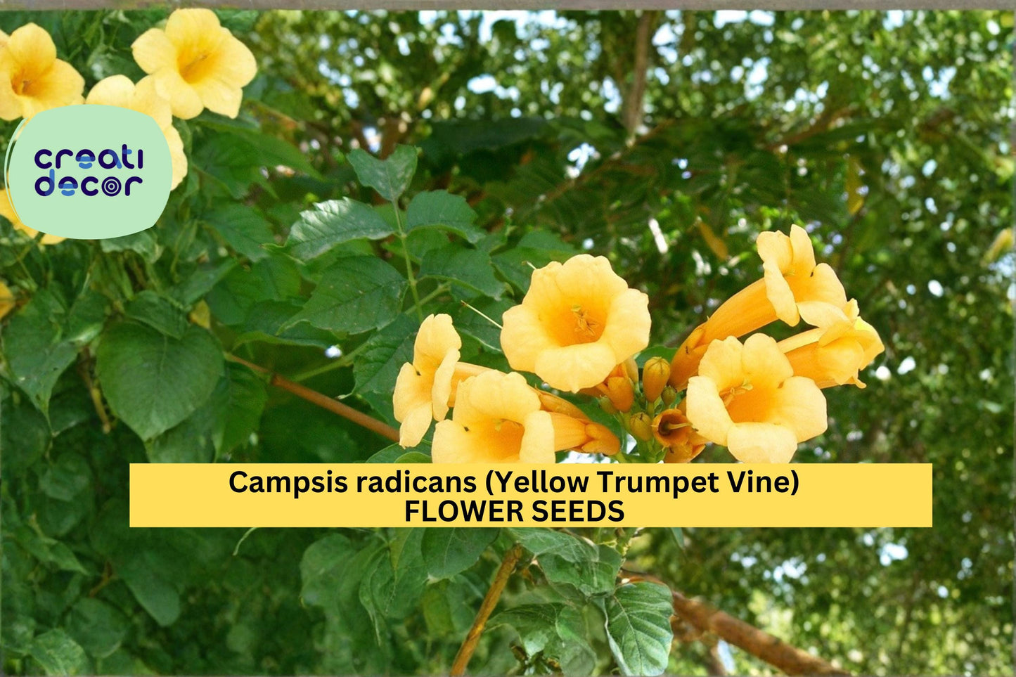 Campsis radicans Flava Seeds – Yellow Trumpet Vine Climbing Flower Seeds for Gardens & Trellises