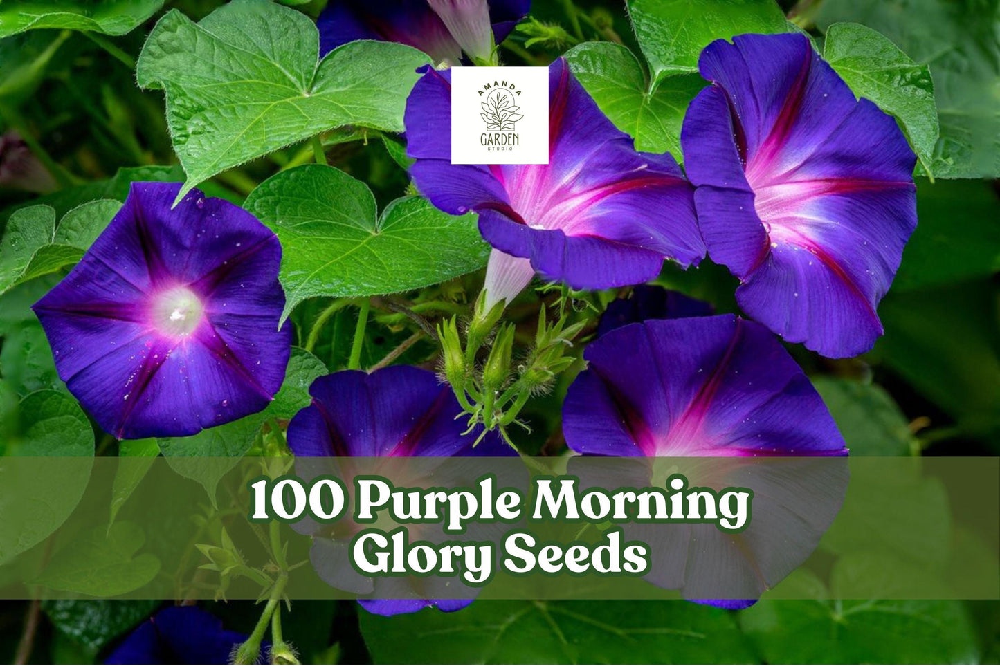100 Purple Morning Glory Seeds – Climbing Vine, Ipomoea purpurea, Purple Blooms, Vertical Garden, Trellis, Fences