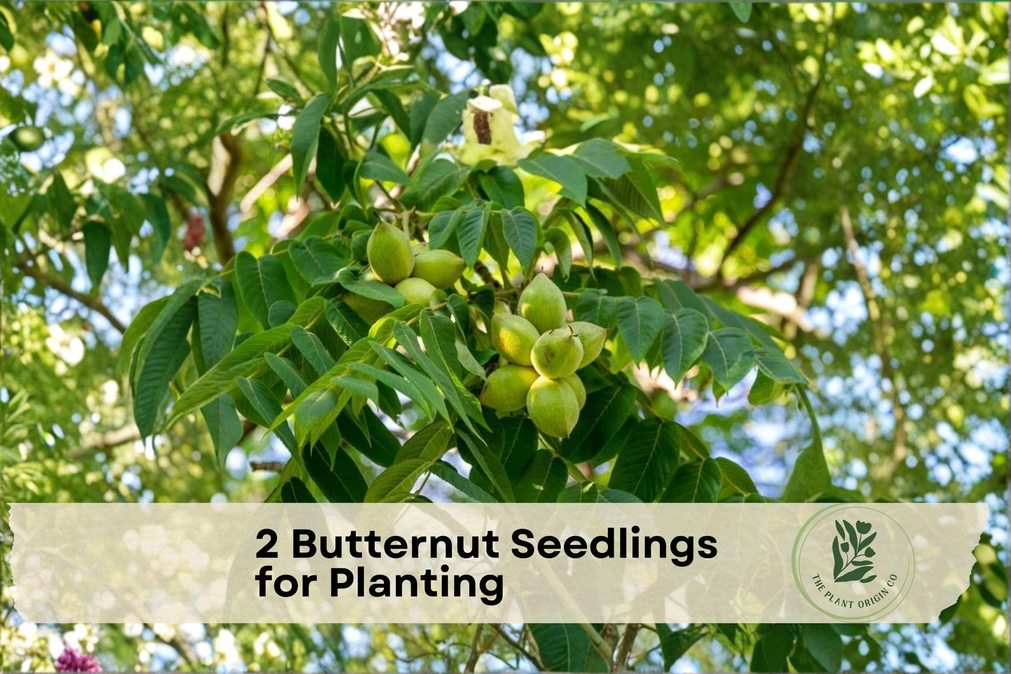 Butternut Seedlings, Juglans cinerea, Native White Walnut, Deciduous Nut Tree for Orchard and Landscape Planting