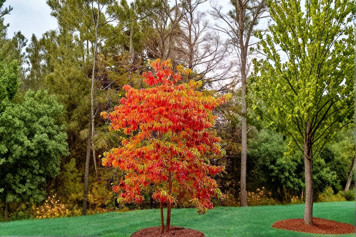 Sassafras albidum Live Plants – Native Deciduous Tree with Unique Leaf Shapes, 1-2 ft Bare Root, Ornamental Landscaping