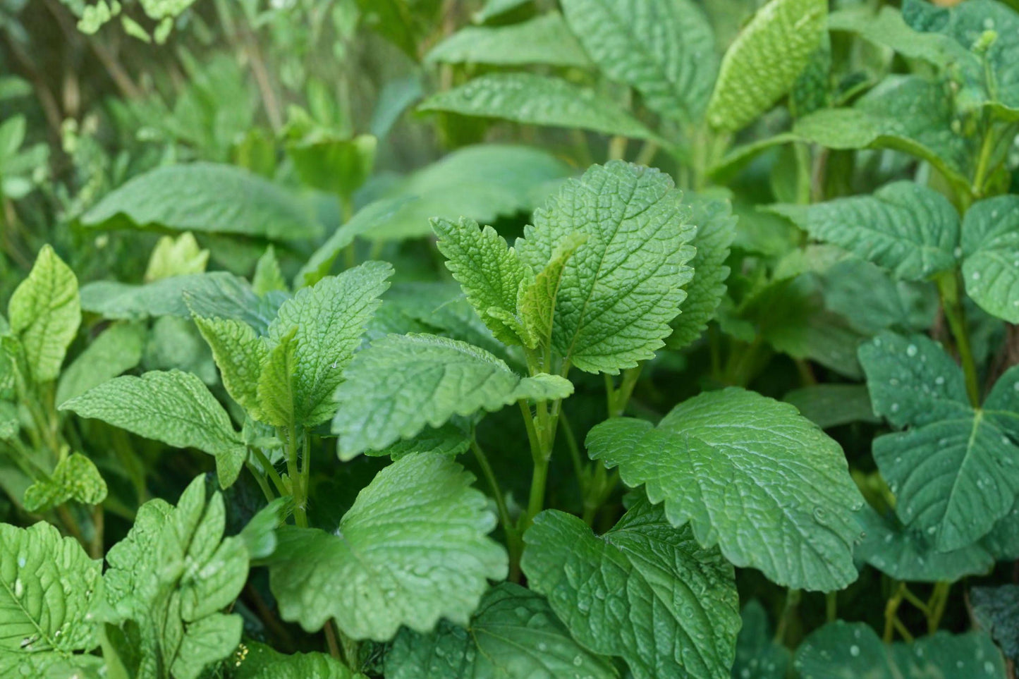 Lemon Balm Seeds – Fragrant Perennial Herb for Gardens, Tea & Medicinal Use, Melissa officinalis, 100 Heirloom Seeds
