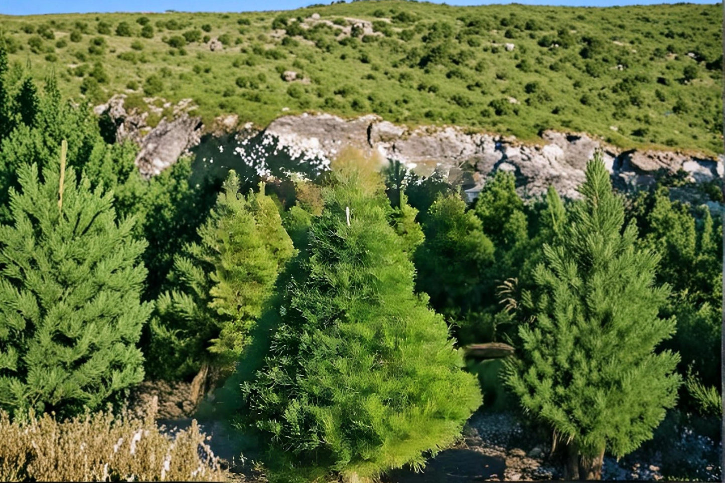 Virginia Pine Live Plants – 2ft Tall Evergreen Trees, Pinus virginiana for Landscaping, Privacy Screens & Borders