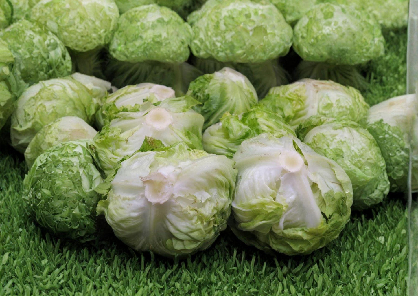 Iceberg Batavian Lettuce Seeds, Non-GMO, Crisphead, Lactuca sativa, Cool Season, Fast Growing, Salad Greens, Vegetable Seeds
