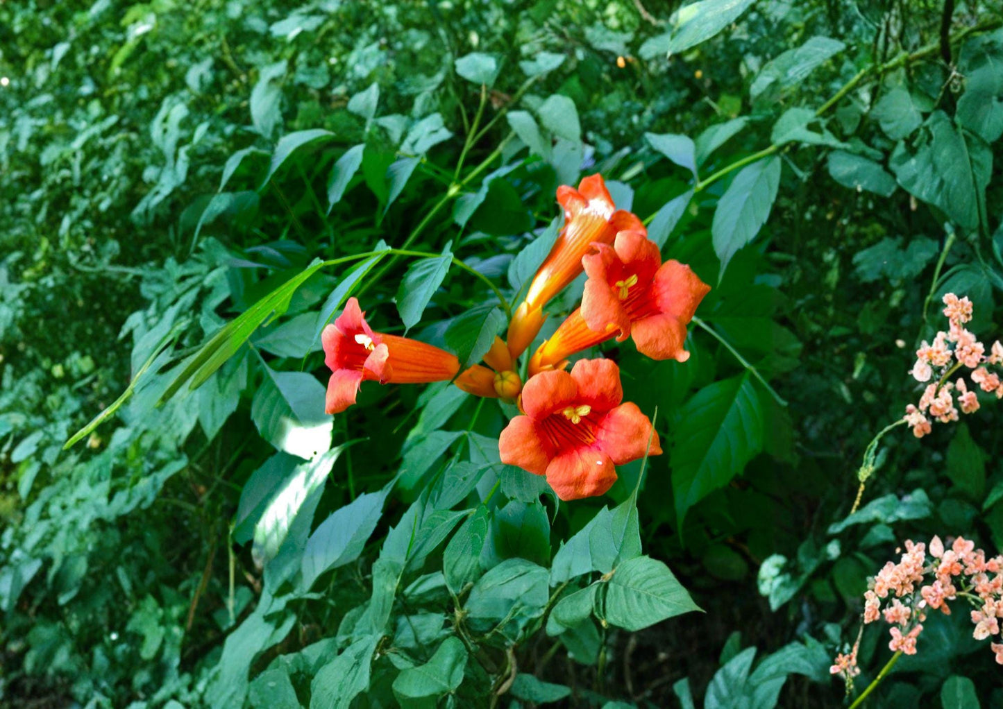 Campsis Radicans Trumpet Creeper Vine Seeds – Fast Growing Orange Flowers for Trellis, Fence & Garden, Climbing Plant, Pollinator Attractant