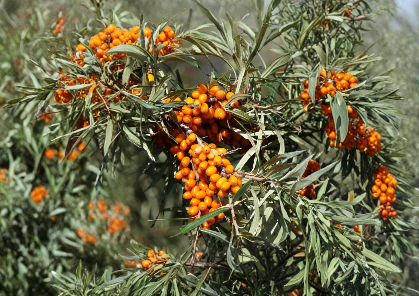 Sea Buckthorn Seeds – Hardy Orange Superfruit Shrub for Gardens & Wildlife – Hippophae rhamnoides