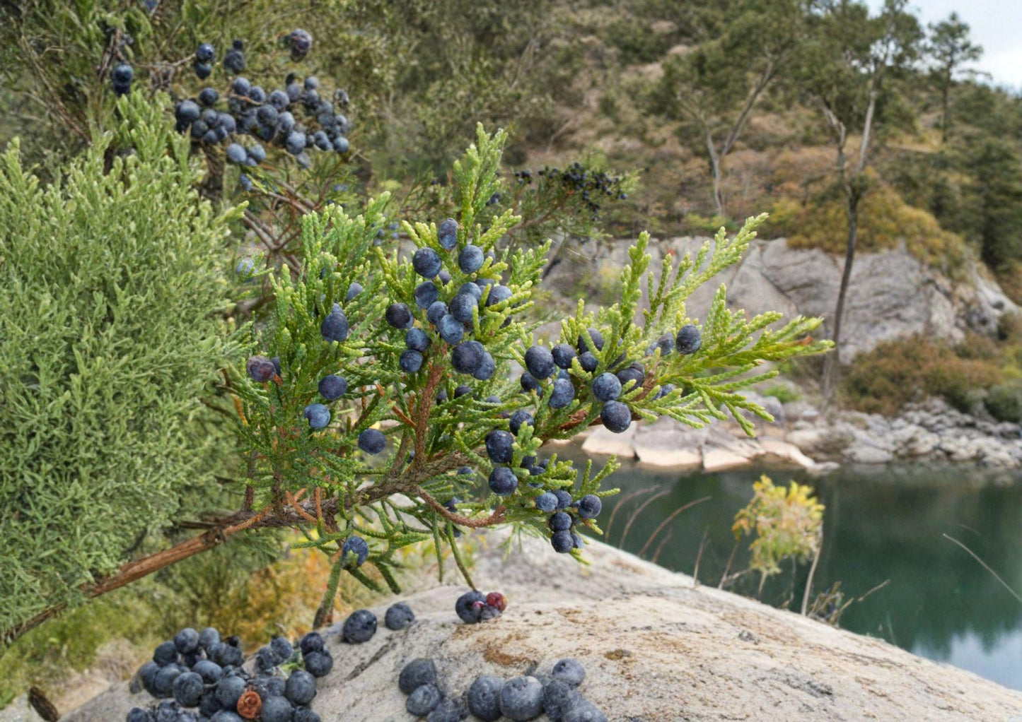 Eastern Red Cedar Seeds – Native Evergreen Tree, Drought Tolerant, Wildlife-Friendly, Juniperus virginiana, 25 Seeds