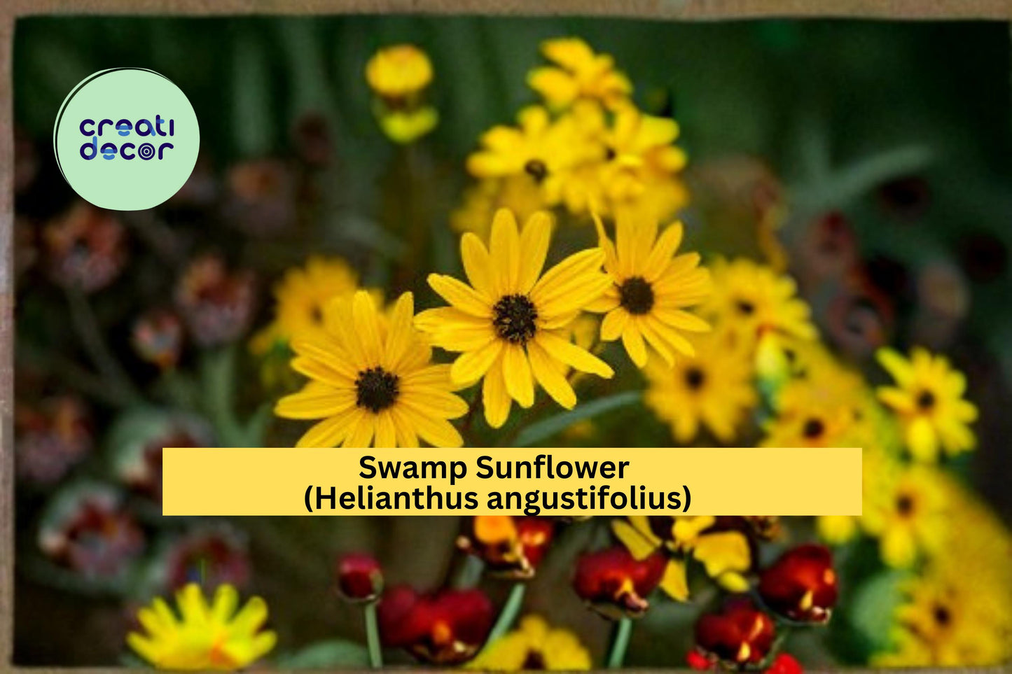 Swamp Sunflower Seeds 100 Count Helianthus angustifolius Tall Yellow Wildflower Garden Plant