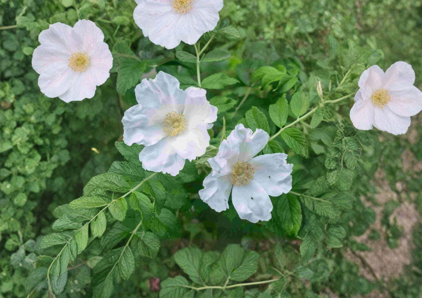 Rosa Rugosa Alba White Beach Rose Seeds – Fragrant Coastal Wild Shrub for Hedges & Wildlife Gardens (25 Seeds)