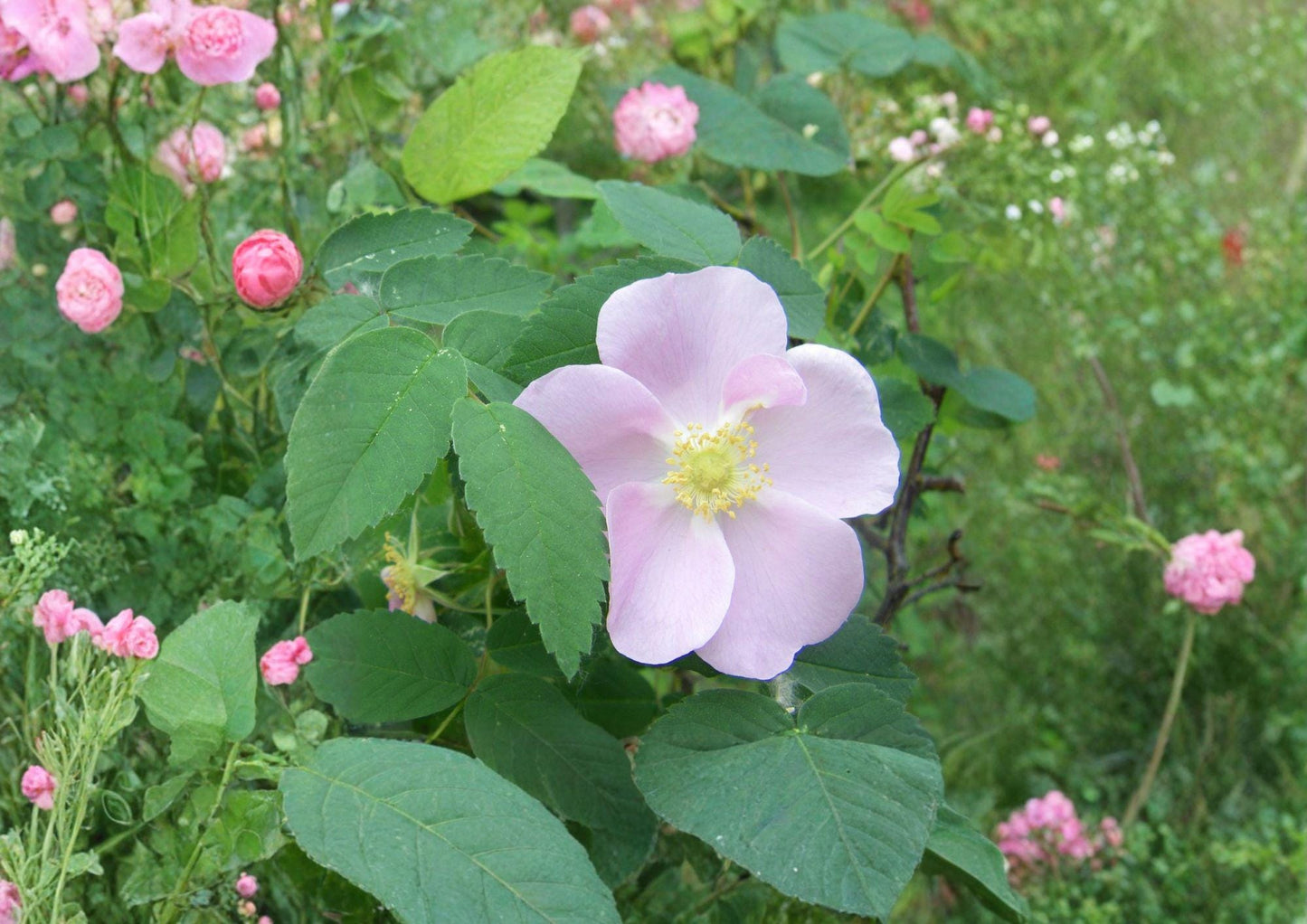 Rosa Woodsii Seeds – Native Wild Prairie Rose, Pink Flowers, Rose Hips, Wildlife Garden Planting
