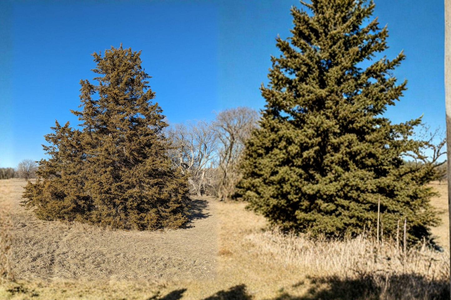 Eastern Red Cedar Seeds – Native Juniperus virginiana for Bonsai, Windbreaks, Wildlife Gardens, Evergreen Conifer Seed Pack