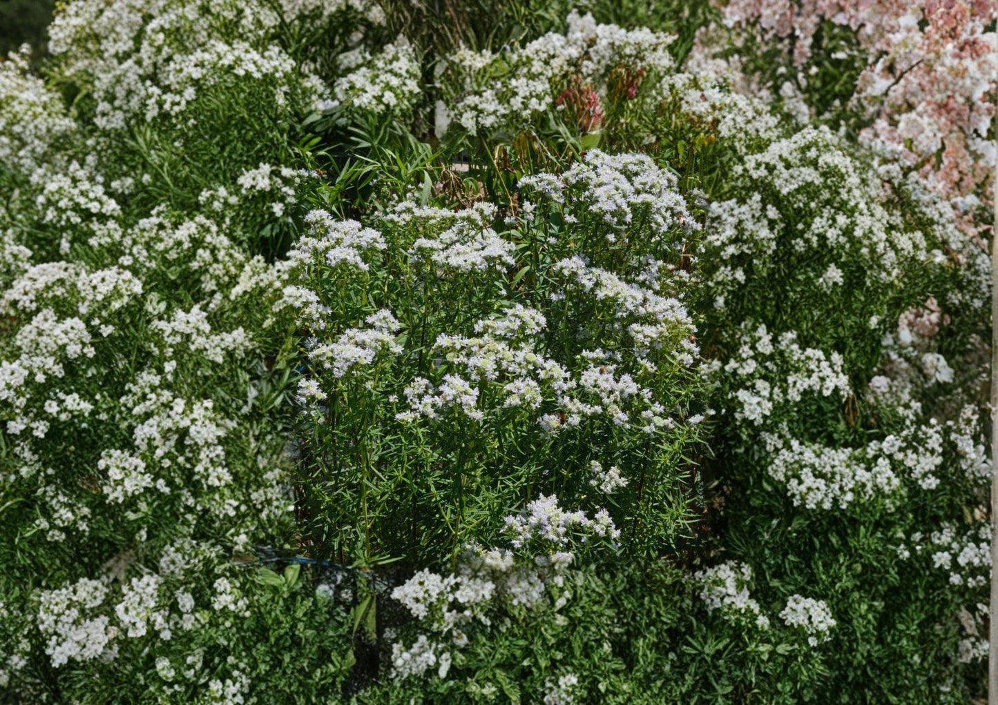 Mountain Mint Seeds – Pycnanthemum Virginianum Native Wildflower Herb for Gardens, Pollinator-Friendly, Fragrant Foliage, White Flowers