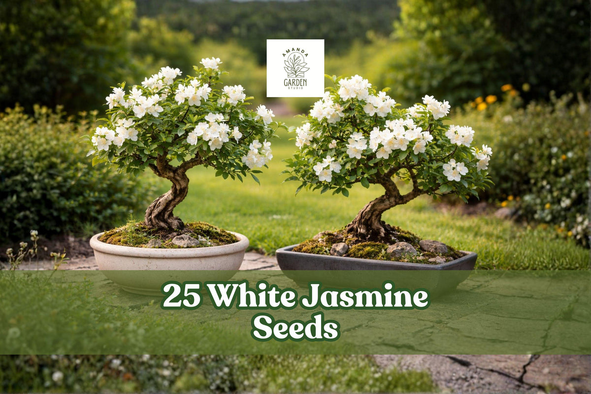 White Jasmine Seeds – Fragrant Flowering Plant for Bonsai & Garden – Jasminum spp.