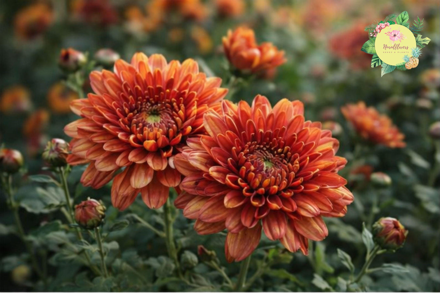 Bountiful Mix Mum Seeds – 200+ Annual Chrysanthemum Morifolium Garden Flowers for Borders & Containers