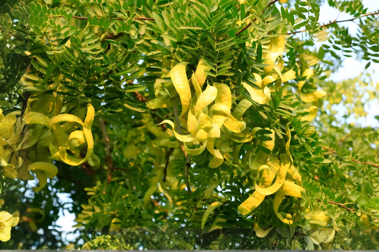 Chinese Honeylocust Tree Seeds | Gleditsia sinensis | Ornamental Drought-Tolerant Tree for Landscaping & Bonsai
