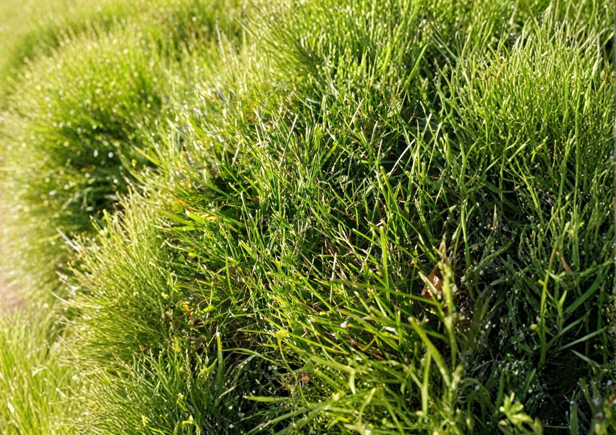 Cat Grass Seeds, Crested Wheatgrass, Non-GMO, Pet Safe, Indoor & Outdoor Growing, Fresh Greens for Cats & Small Pets