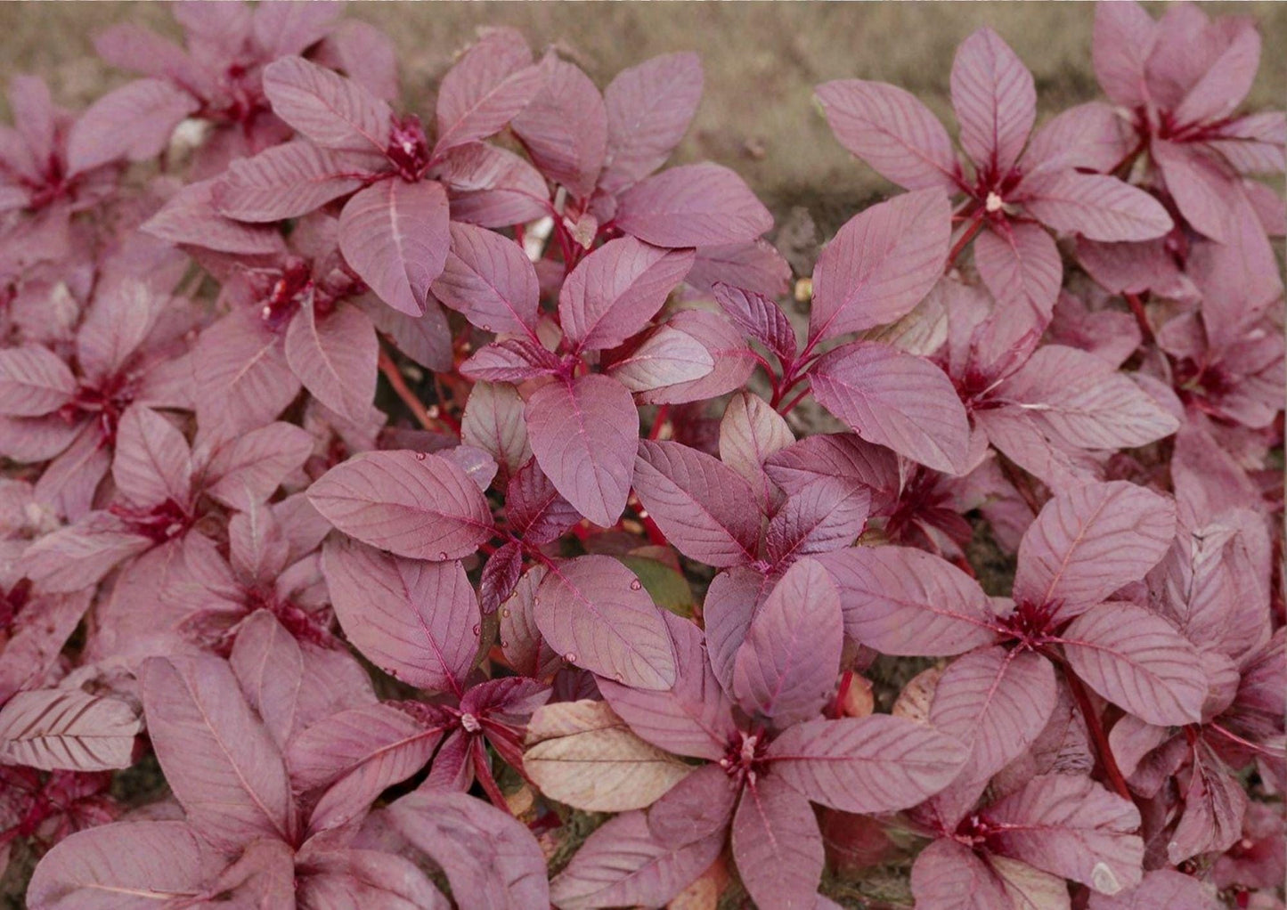 Red Garnet Amaranth Seeds, Non-GMO Heirloom, Edible Ornamental Vegetable, Grain & Leaf Crop, Amaranthus cruentus