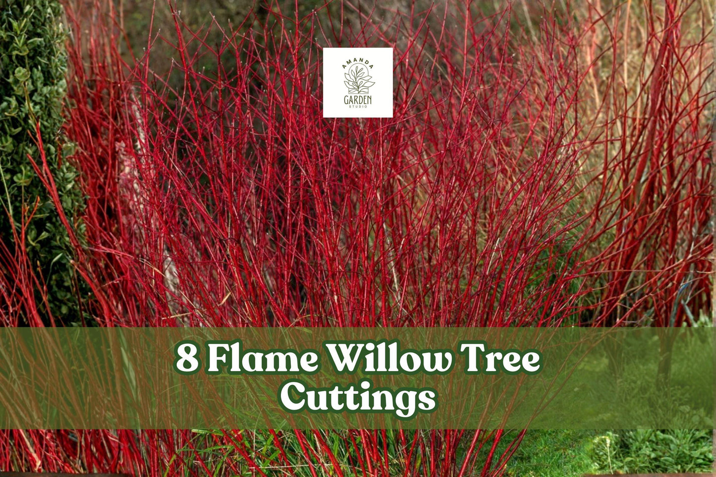 8 Flame Willow Tree Cuttings – Red Orange Bark, Deciduous Salix spp., Fast-Growing Privacy Hedge & Landscape Tree
