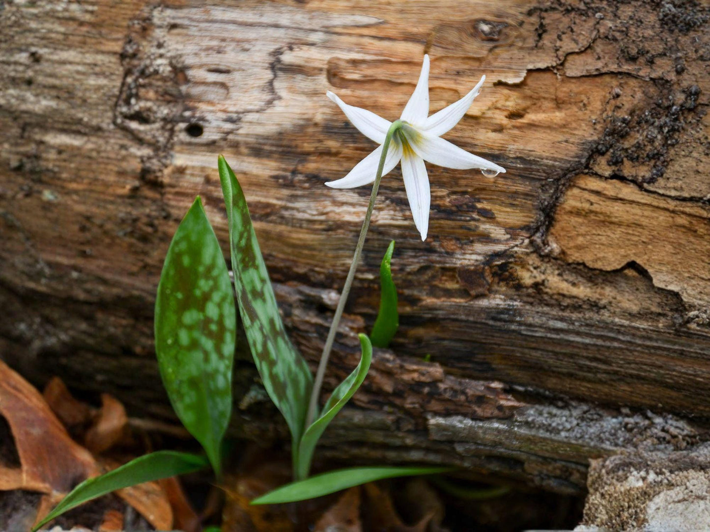 Erythronium albidum Seeds – White Trout Lily Native Spring Wildflower for Woodland Gardens & Shade Gardens