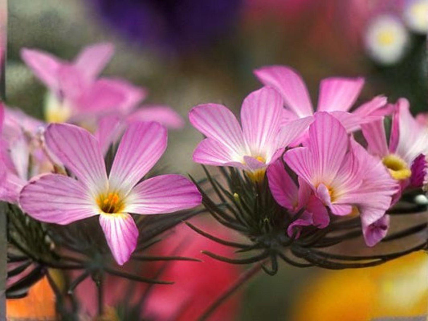Linanthus Grandiflorus Wildflower Seeds – Mountain Phlox Blue Purple Annual Pollinator Flower for Gardens