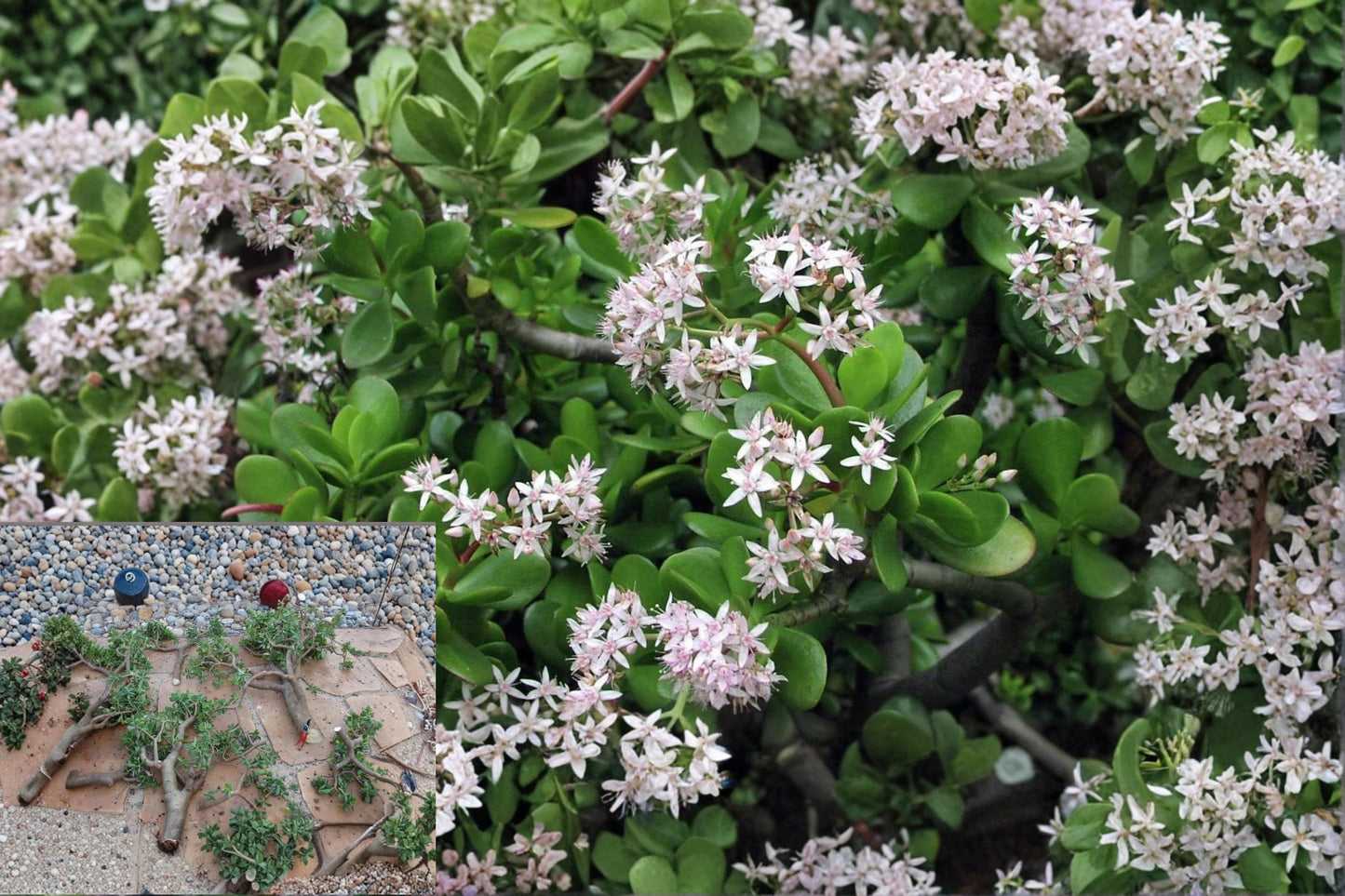 Jade Plant Cuttings 10-Pack | Crassula argentea | Green Jade Succulent | Indoor Houseplant Propagation
