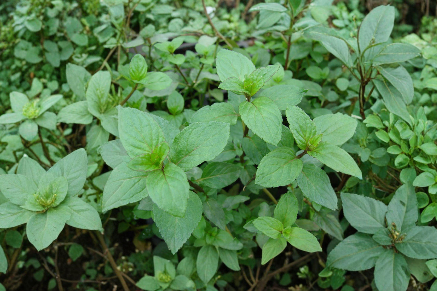Peppermint Seeds, Mentha Piperita, Heirloom Non-GMO, Perennial Herb for Tea, Culinary & Pollinator Gardens, 3000 Pack